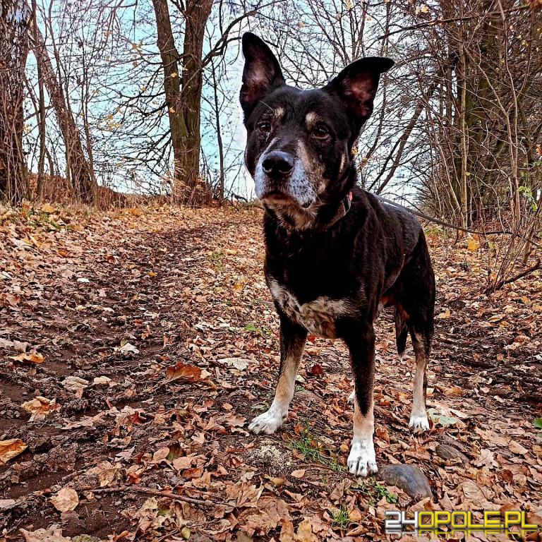 ADOPCJA! Łatek czeka na dom