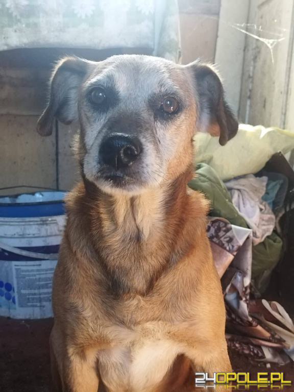 ADOPCJA! Reks czeka na dom