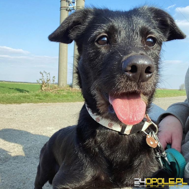 ADOPCJA! Dolar czeka na dom