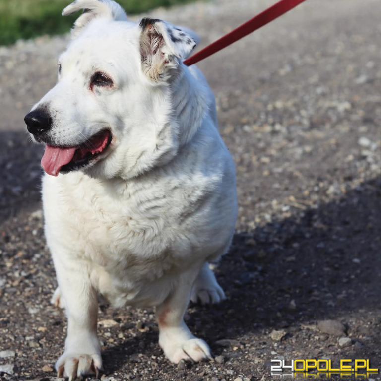ADOPCJA! Dżeki czeka na dom