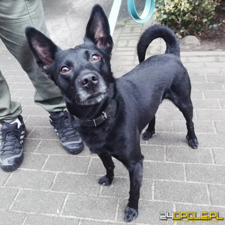 ADOPCJA! Dante czeka na dom