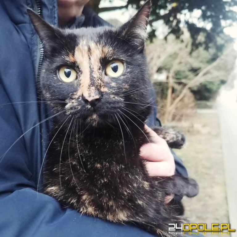 ADOPCJA! Kotka czeka na dom