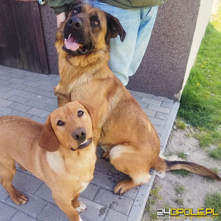 ADOPCJA! Luia i Bazyl czekają na dom