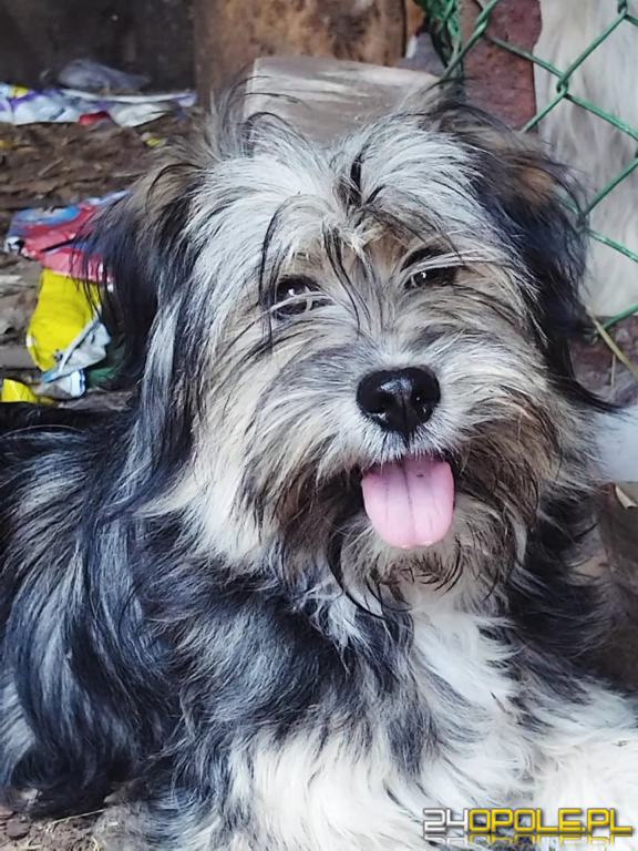 ADOPCJA! Szczeniak czeka na dom