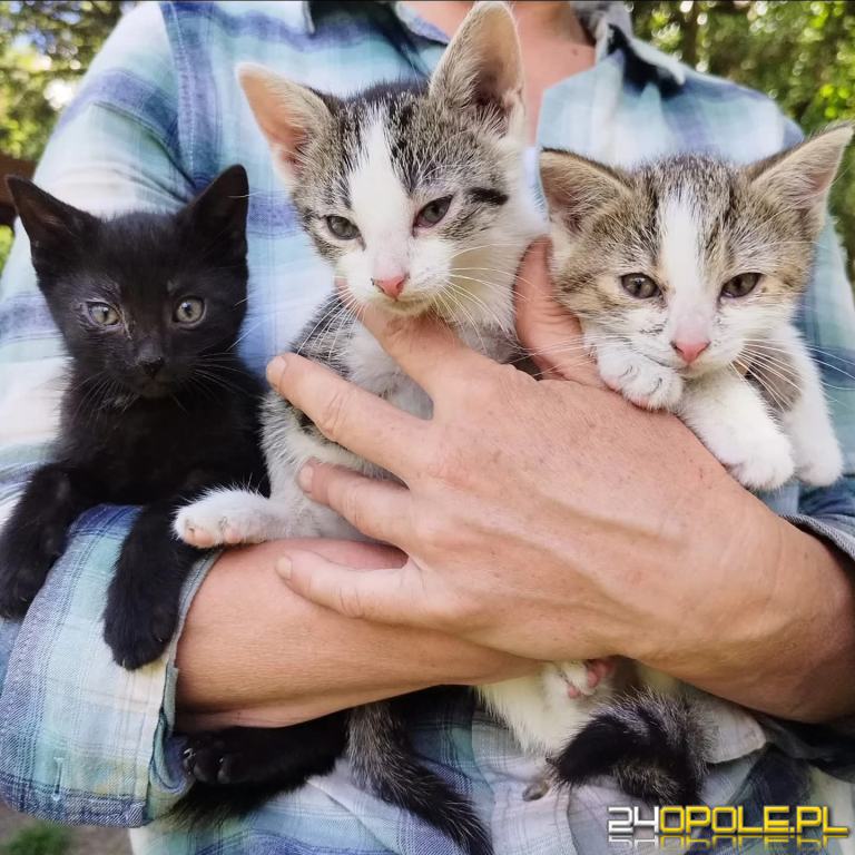 ADOPCJA! Kociaki czekają na dom
