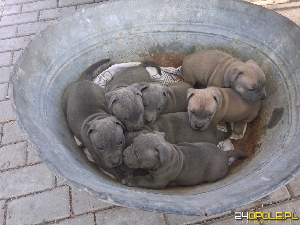 Blue szczenie American Staffordshire Terrier pies piesek