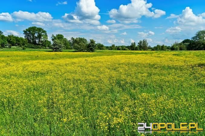 KUPIĘ DZIAŁKĘ BUDOWLANĄ DO 120 000 ZŁ (ŚRODKI WŁASNE)