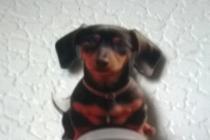 zabawna dekoracja samochodowa