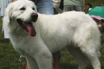 Sprzedam młodą suczkę Owczarek Podhalański