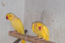 Aleksandretty Para 2022