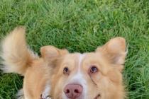 ADOPCJA! Gucio czeka na dom