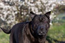 ADOPCJA! Salvado czeka na dom