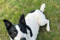 ADOPCJA! Bingo czeka na dom