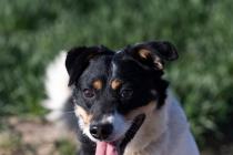 ADOPCJA! Maniek czeka na dom