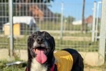 ADOPCJA! Agent czeka na dom