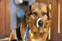 ADOPCJA! Maksio czeka na dom