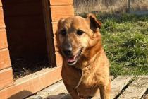 ADOPCJA! Henio czeka na dom