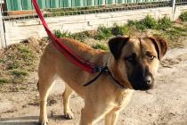 ADOPCJA! Diego czeka na dom