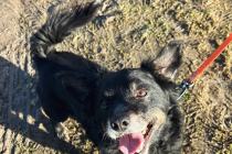 ADOPCJA! Ząbek czeka na dom