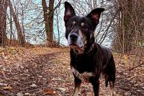 ADOPCJA! Łatek czeka na dom