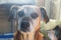 ADOPCJA! Reks czeka na dom