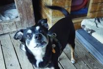 ADOPCJA! Riki czeka na dom