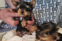 Szczeniaki mini York 