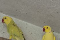 Aleksandretty Para 2022