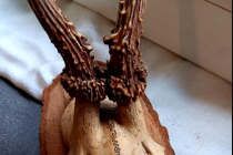 Poroże Parostki sarny na desce