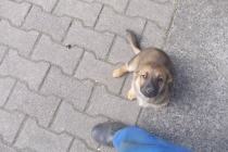 odam