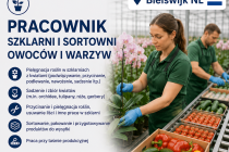 Praca Holandia szklarnia/sortownia