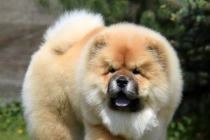 piękny szczeniak CHOW CHOW FCI ZKwP