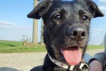 ADOPCJA! Dolar czeka na dom