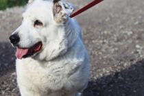 ADOPCJA! Dżeki czeka na dom