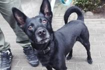 ADOPCJA! Dante czeka na dom