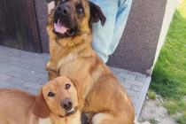 ADOPCJA! Luia i Bazyl czekają na dom