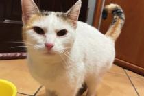 ADOPCJA! Kotka czeka na dom
