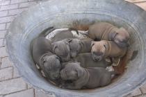 Blue szczenie American Staffordshire Terrier pies piesek