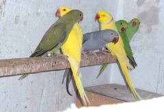 Aleksandretty dorosła Para