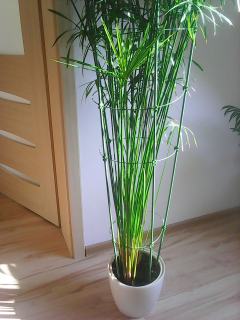 Papirus kwiat