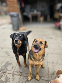 Misia i Whisky - jak ogień i woda, super sunie do adopcji!