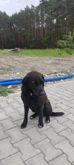 Znaleziono czarnego psa