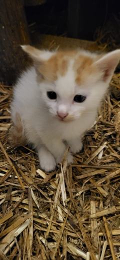 Kocurek