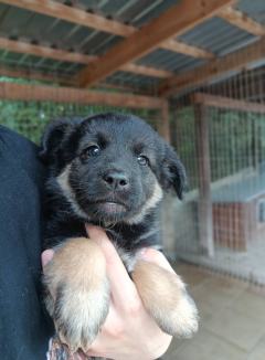 Sali - 8 tygodniowa, wesoła sunia SZCZENIAK adopcja