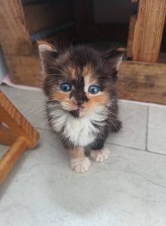 Kruszynka Tycia szuka odpowiedzialnego domu!
