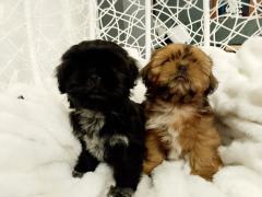 Pieski shih tzu