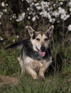 ADOPCJA! Miki czeka na dom 