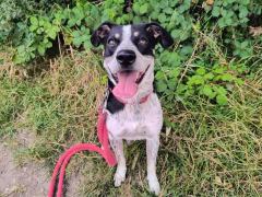 ADOPCJA! Ciapek czeka na dom