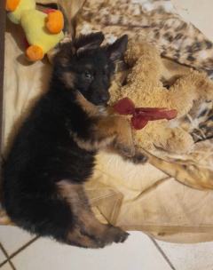 Szczeniaczki Rasy Owczarek Niemiecki długowłosy 1 300 zł maja 6 tygodni