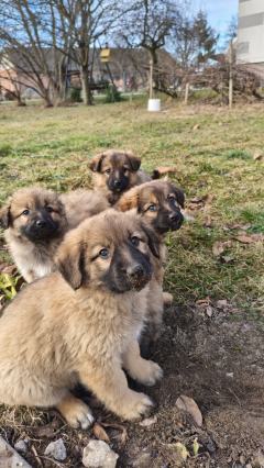 Szczenięta w typie Owczarek Kataloński, Szukają Kochających Domów!